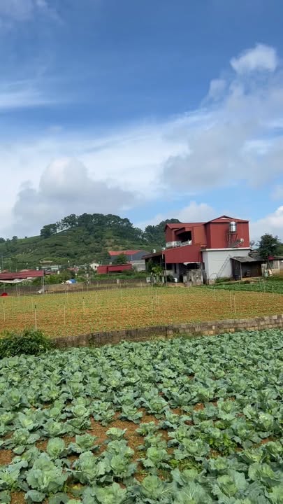 Đất vườn Mộc Châu 700m² giá 3 tỷ - View đồi chè tuyệt đẹp!