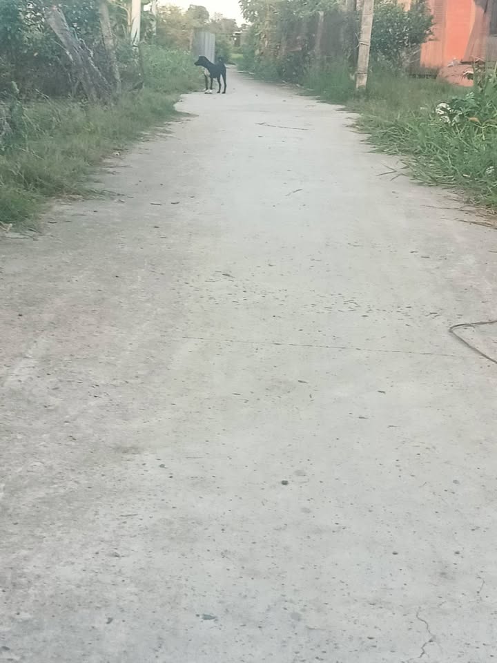 Đất nền 291.6m² Xã Tân Điền, Tiền Giang - Sổ sẵn, giá chỉ 360 triệu