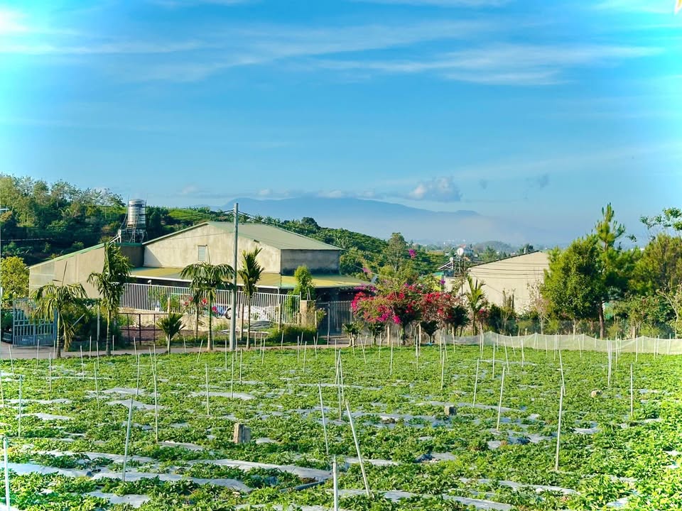 Đất nền Liên Hiệp Đức Trọng 165m² - Tiềm năng tăng giá vượt trội!