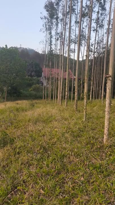 Đất Vườn Bắc Giang 1038m² Giá Chỉ 6xx Triệu - Sổ Hồng Sẵn Sàng