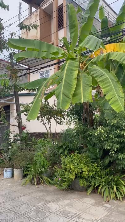 Đất Mặt Tiền QL32C Lâm Thao 94.5m² - Kinh Doanh Sầm Uất