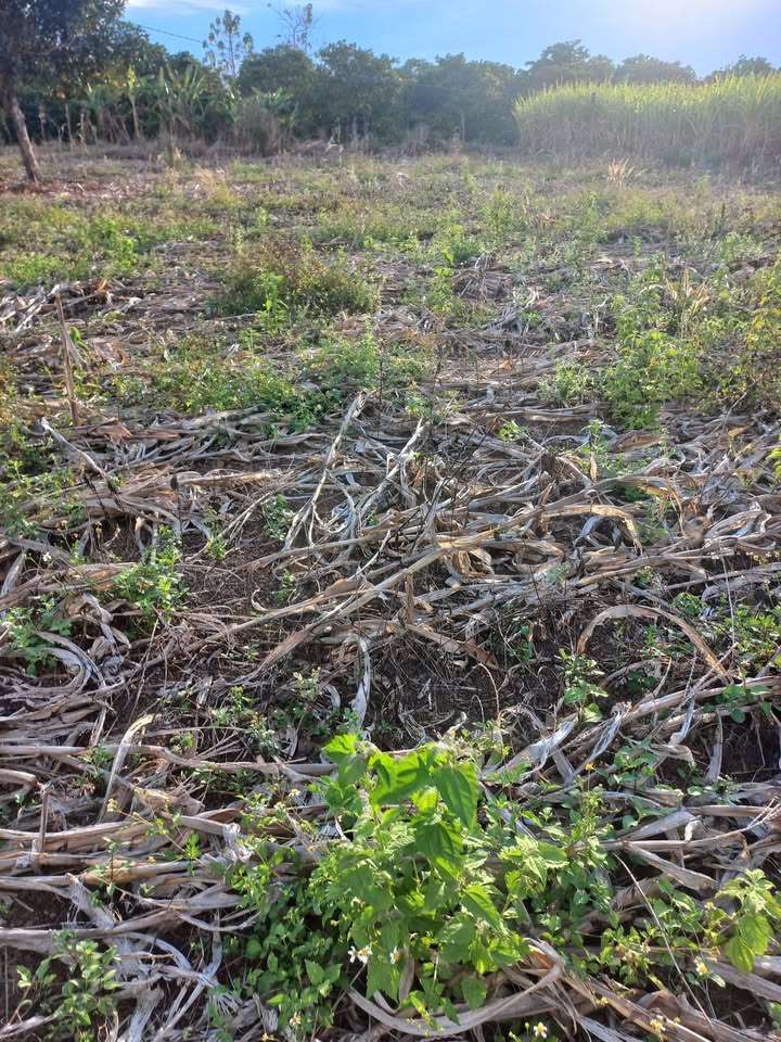 Bán Gấp 8300m² Đất Vườn Nam Dong, Đắk Nông - Có Sẵn 300 Cây Cà Phê, Ao Cá