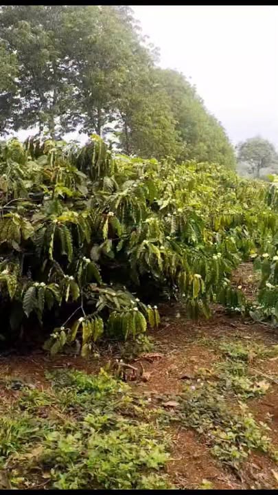 Bán Đất Vườn Đắk Nông 3ha - Sổ Hồng Rõ Ràng, Giá Đầu Tư Tốt