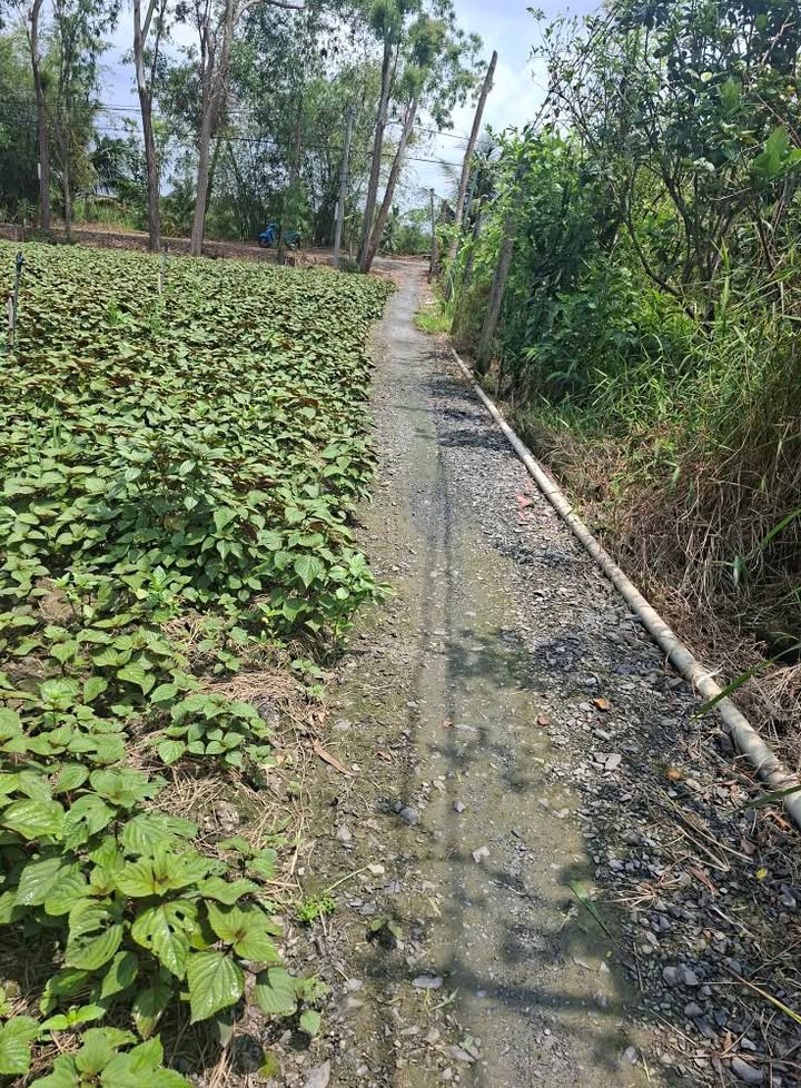 Đất nền Long Hưng Châu Thành 140m² - Đất thổ cư 100%