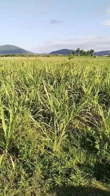 Đất nền Sông Hinh, Phú Yên 2200m² - Tiềm năng tăng giá vượt trội!