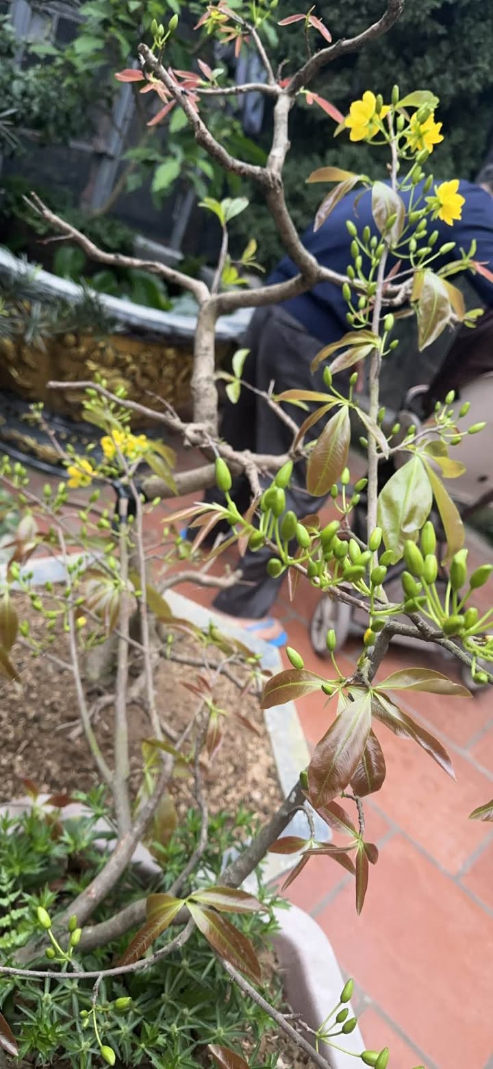 Đất Tứ Cờ Thuận Thành 92m² 2.9 tỷ - Đường to ô tô