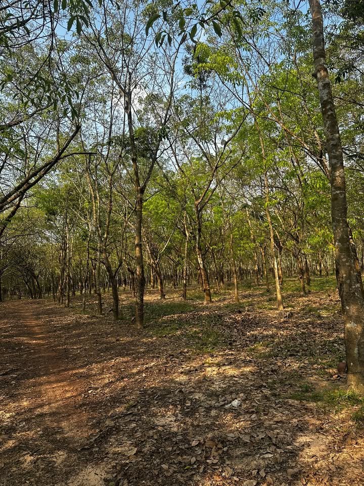Bán Gấp Đất Vườn Cao Su 13.000m² Tại Bến Cát, Bình Dương - Giá Đầu Tư