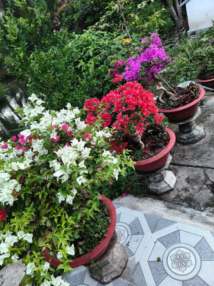 Bán Đất Vườn Nghỉ Dưỡng 8300m² Mặt Tiền Sông Trà Vinh - Giá Tốt