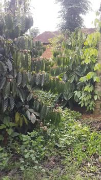 Đất Vườn Đắk Mil 3600m² - 2.4 Tỷ, Nguồn Thu Ổn Định, Sẵn Sàng Khai Thác