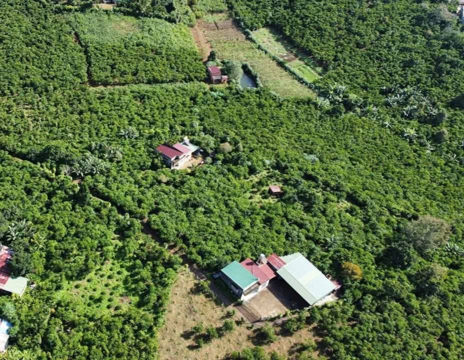 Bán Đất Vườn 35.000m² Lộc Tân, Bảo Lộc - Sổ Sẵn, Giá Tốt