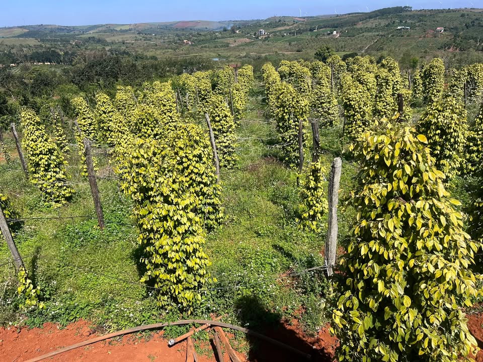 Đất Nền Tuy Đức 30.000m² - Sổ Hồng Chính Chủ, Mặt Đường Ô Tô!