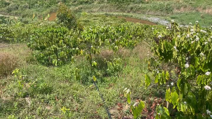 Đất Nền Đam Rông 27000m² - Sổ Đỏ Sang Nhượng Giá Tốt 1.95 Tỷ