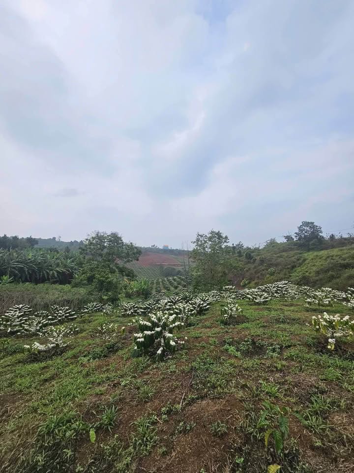 Đất Vườn Lộc Ngãi 5744m² - Sổ Hồng Rõ Ràng, Tiềm Năng Lớn!