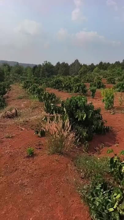 Đất Vườn Nghĩa Bình 1.25ha - Sinh thái xanh, giá chỉ 2.3 tỷ!