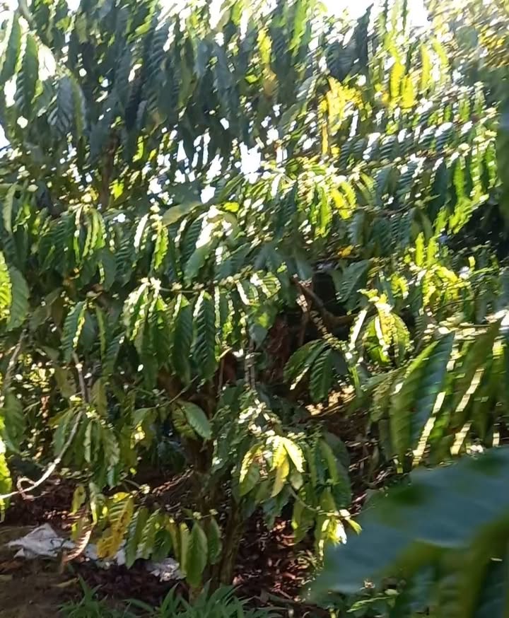 Đất Vườn Triền Tưới Ao 3120m² Hòa Bắc, Di Linh - Giá 2.5 Tỷ Chính Chủ