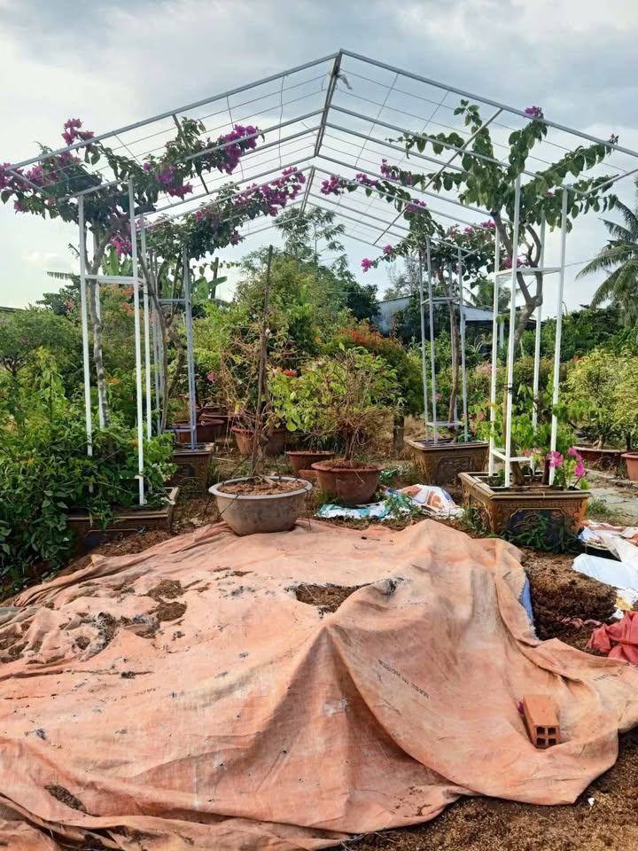 Bán Đất Thổ Cư 135m² Mặt Tiền Đường Làng Nghề, Trà Cú, Trà Vinh - Giá 599 Triệu