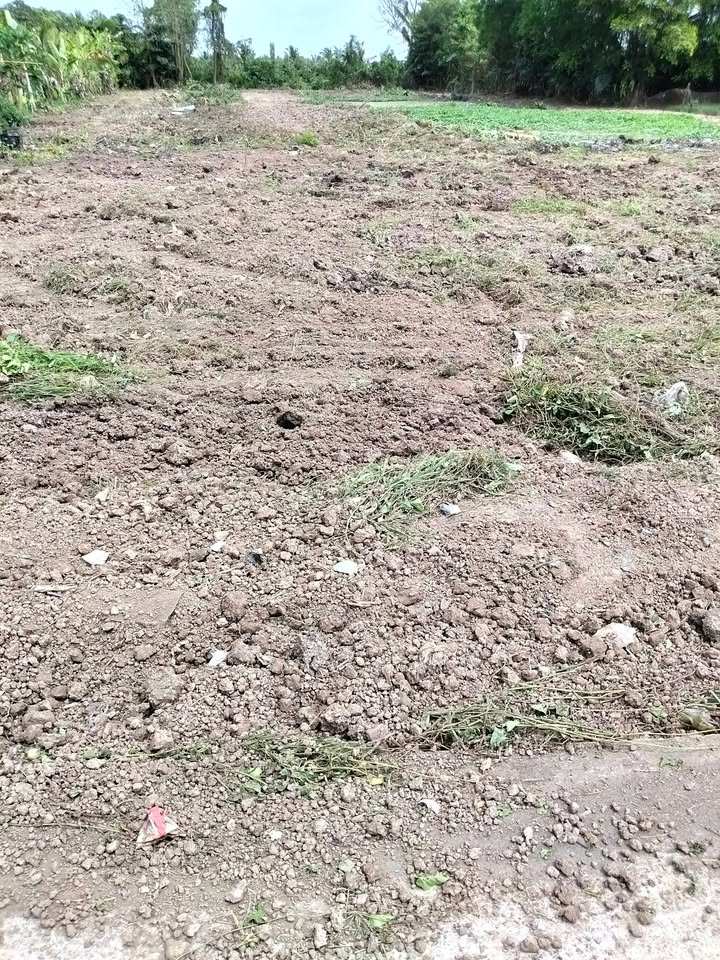 Đất vườn Giục Tượng Châu Thành 1000m² giá 800 triệu - Nghỉ dưỡng lý tưởng!