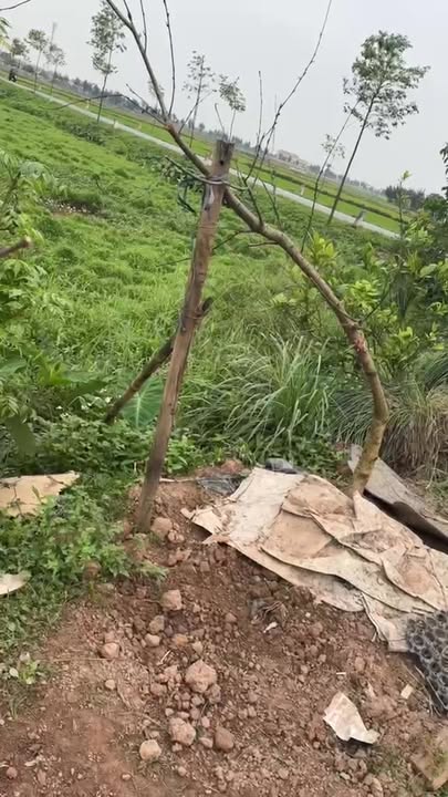 Đất Nền Hướng Bắc 112m² Xuân Trường, Nam Định - Sổ Đỏ Sẵn Sàng