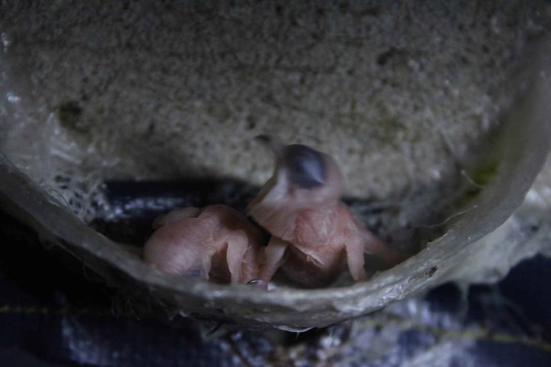 Đất nền Cai Lậy 374m² có nhà yến - Đầu tư sinh lời ngay!