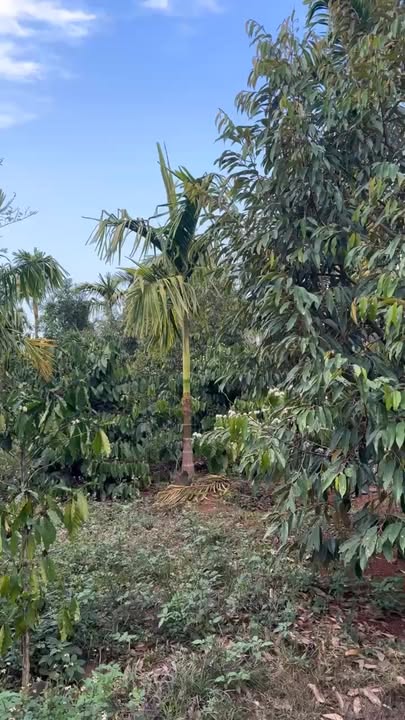 Đất Vườn Thôn 8 Đạt Lý 972m² - Sinh Thái Xanh, Năng Suất Cao!