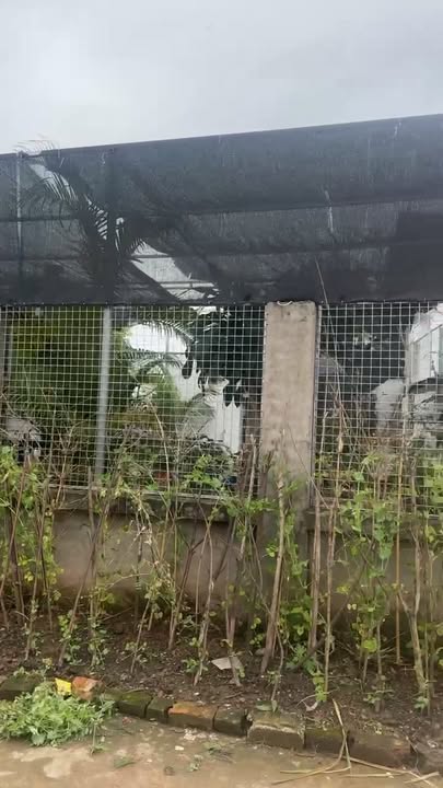 Townhouse Hai Cũ Phượng Sơn 581m² thỏa thuận - Đầu tư sinh lời