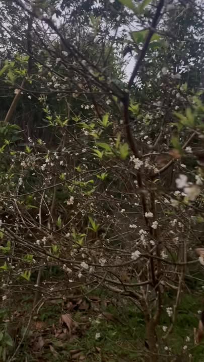 Trang trại Sơn Hà Lào Cai 4ha - Pháp lý rõ ràng