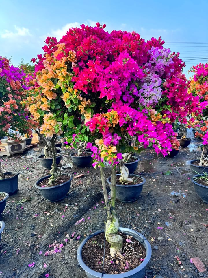 Đất nền Chợ Gạo 174m² - Mặt tiền đường, tiềm năng tăng giá!