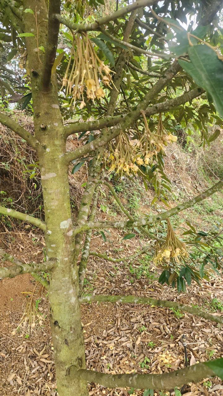 Đất Vườn Trái Cây Châu Đức 2880m² - Sầu Riêng Ra Trái