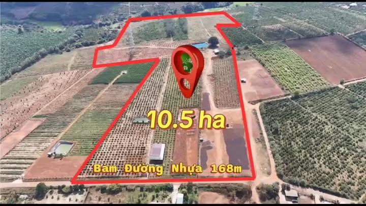 Bán Trang Trại Cà Phê 10.6ha Pleiku - 27.56 Tỷ - Nghỉ Dưỡng Lý Tưởng