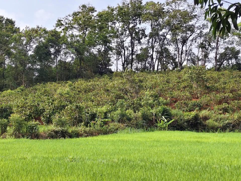 Đất Vườn Phú Thiện 2600m² - Không gian Sinh thái xanh giữa lòng Gia Lai