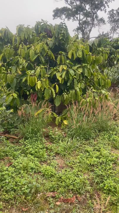 Đất Vườn Đắk Nông 1.3ha - Tiềm năng kinh doanh, Sổ đỏ sẵn!