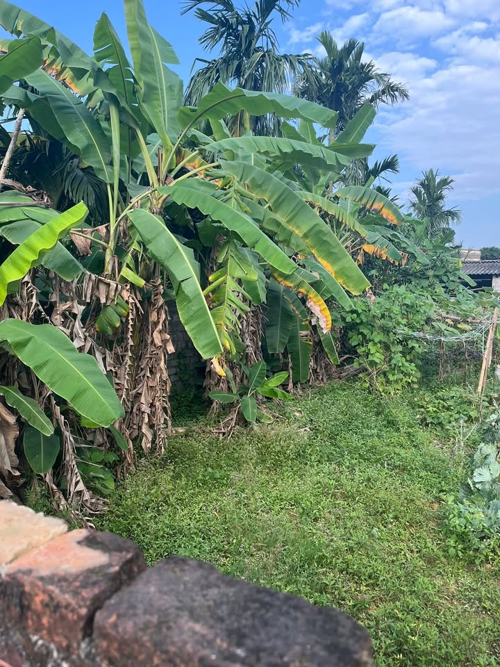 Đất nền Yên Thịnh, Yên Định 130m² - Tiềm năng tăng giá vượt trội!