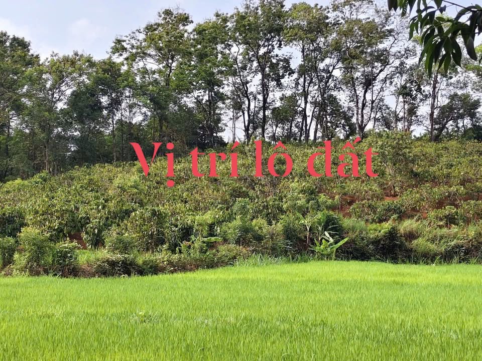 Đất nền Thị trấn Ia Kha 5400m² giá 380 triệu - Tiềm năng tăng giá vượt trội!