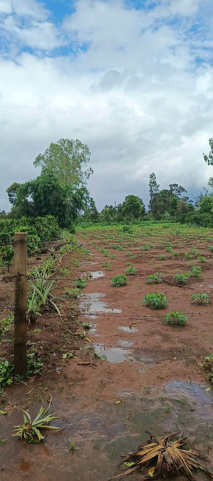 Đất Vàng Gia Lai - 1050m² Mặt Tiền 15m - Sổ Đỏ Thổ Cư