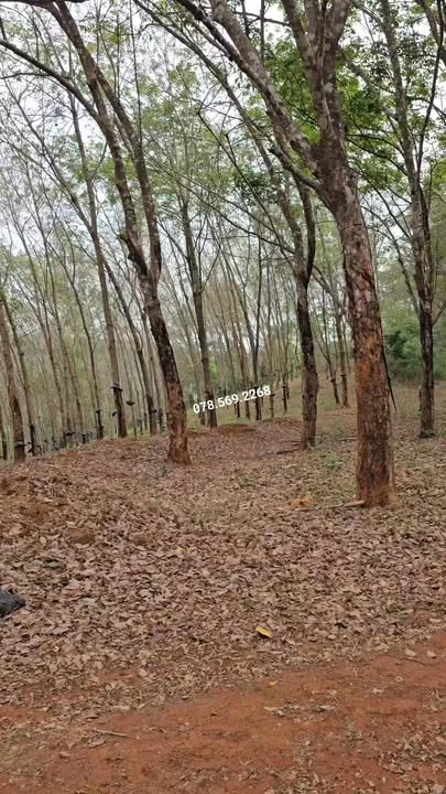 Đất Vườn Chư Prông, Gia Lai 2.35ha - Sổ Đỏ Chính Chủ, Tiềm Năng Lớn!