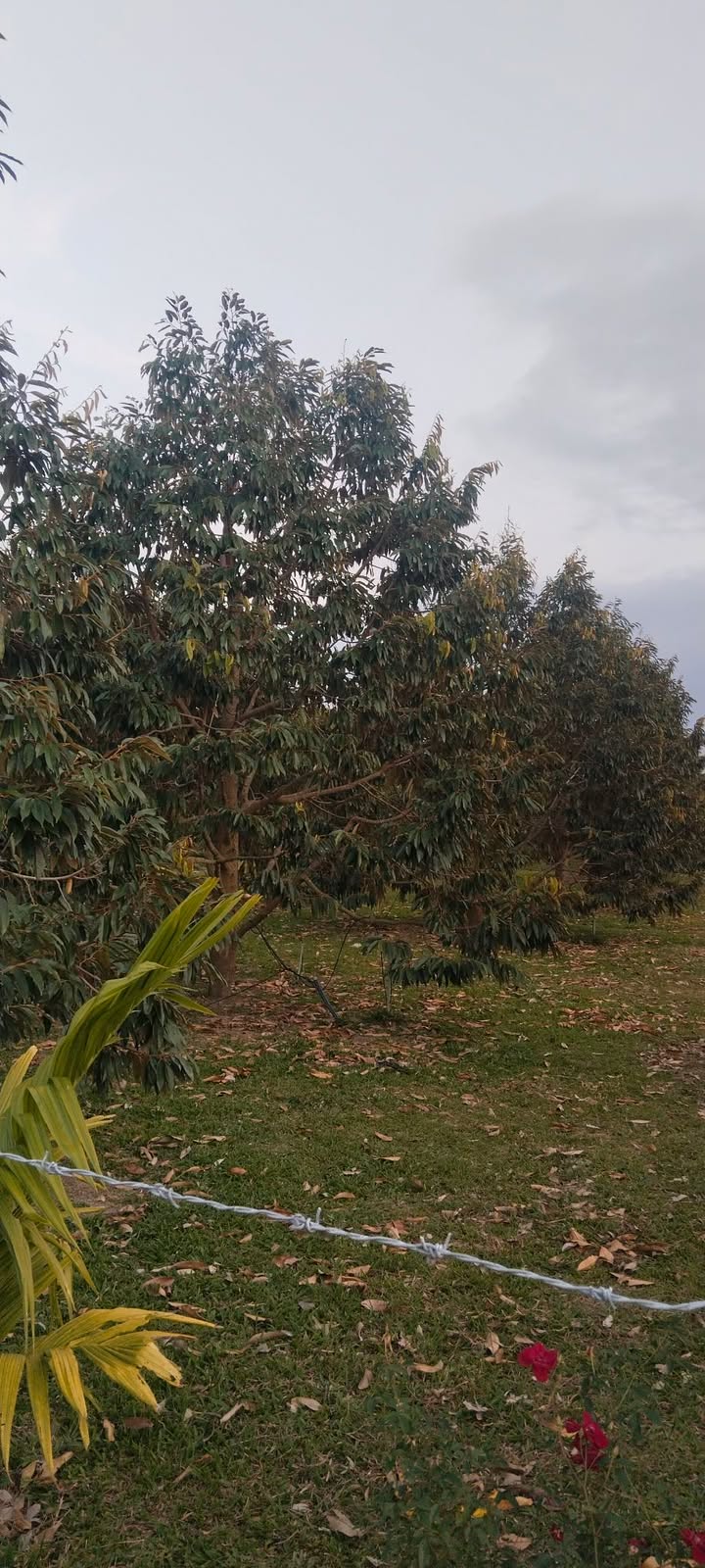 Đất Vườn Cư ELang, Đắk Lắk 3ha - Đầu tư dài hạn, sinh lời bền vững!