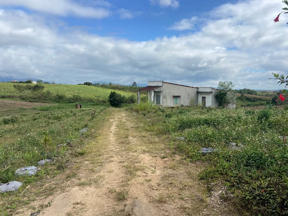 Bán Gấp Đất Farm 1.6ha Ea Sô, Đắk Lắk - Trồng Cà Phê 4 Tháng Tuổi, Sẵn Ở