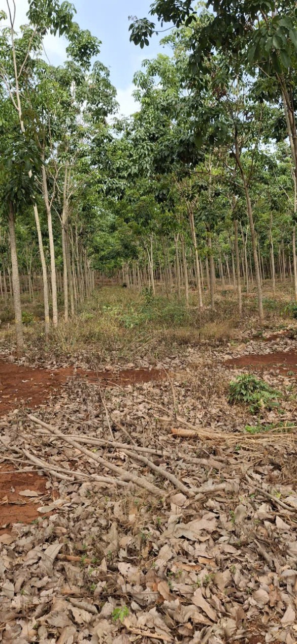 Rẫy Yên Ninh, Ninh Hải 1.8ha, 3.7 tỷ - Sổ đỏ, đầu tư sinh lời!