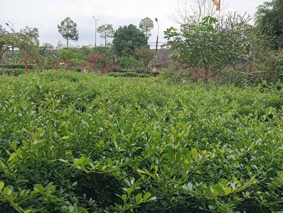 Đất nền Đội Cấn Tuyên Quang 275m² - Sổ đỏ chính chủ!