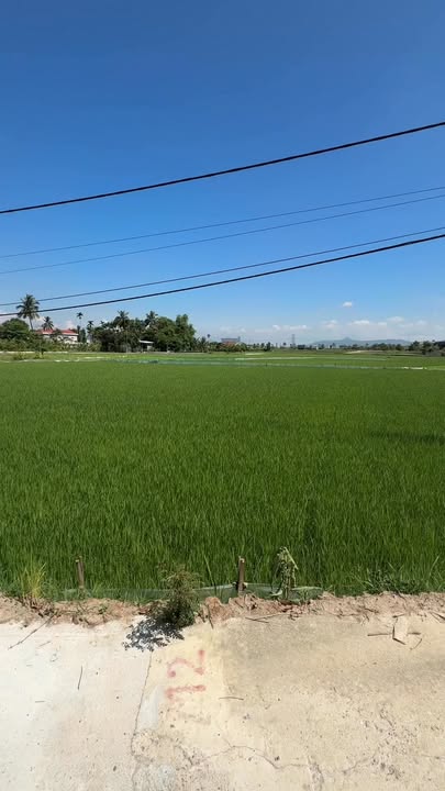 Đất nền Hòa Tiến Đà Nẵng - 256m² ngang 17m - Sổ đỏ sẵn sàng giao dịch