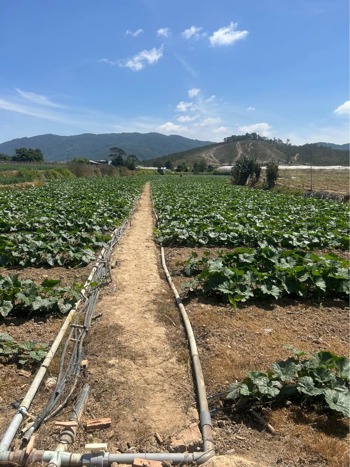 Đất Nông nghiệp Lạc Xuân 2160m² - Nghỉ dưỡng lý tưởng!