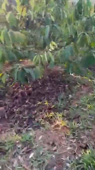 Đất Rẫy Ea Sin Krông Búk 1.9ha - Sổ đỏ chính chủ, Ô tô vào tận nơi!