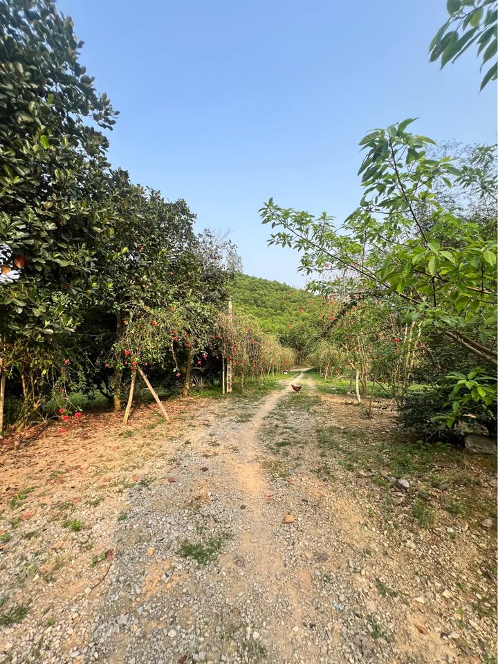 Đất nền Xã Khe Mo, Đồng Hỷ, Thái Nguyên 1.6ha - Sổ đỏ chính chủ