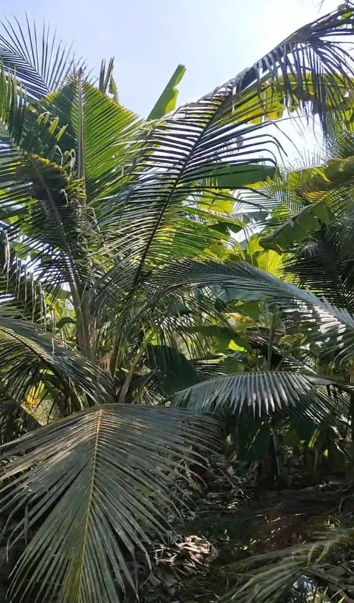 Đất nền Hòa Tịnh, Chợ Gạo 700m² giá 6xx triệu - Tiềm năng tăng giá!