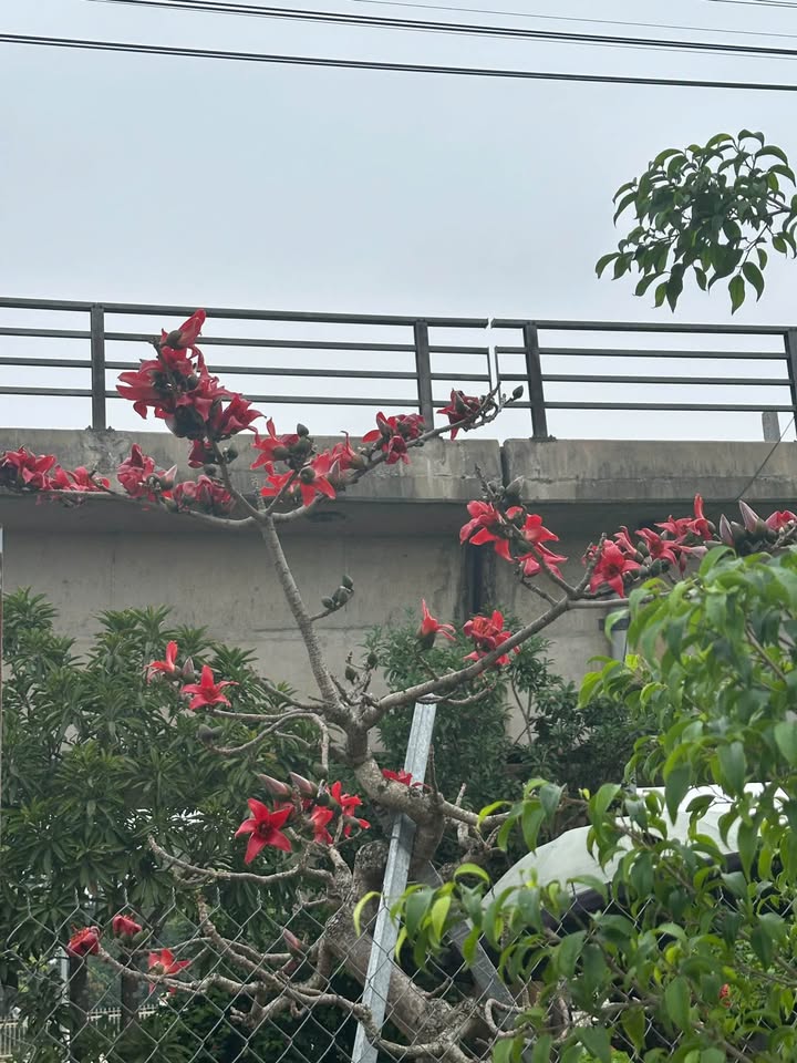 Lô đất Ninh Tiến, Hoa Lư 71m² - Đường to ô tô, tiềm năng tăng giá!