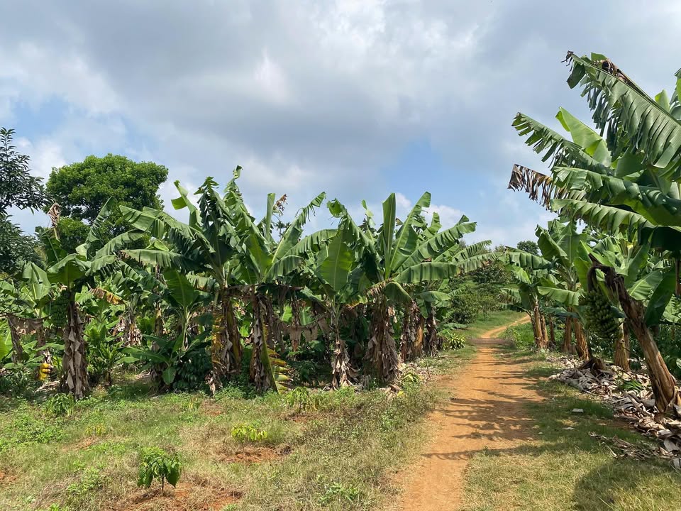 Bán Gấp Đất Nền 1119m² Xã Hoà Ninh, Di Linh - Giá 610 Triệu