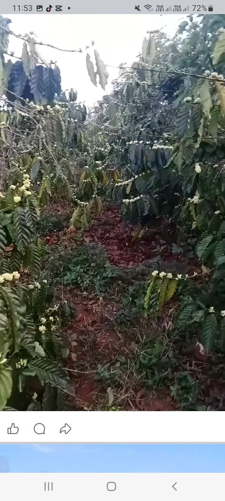 Đất Vườn Lâm Hà 6000m² - Sổ Đỏ Chính Chủ, Giá 2.6 Tỷ