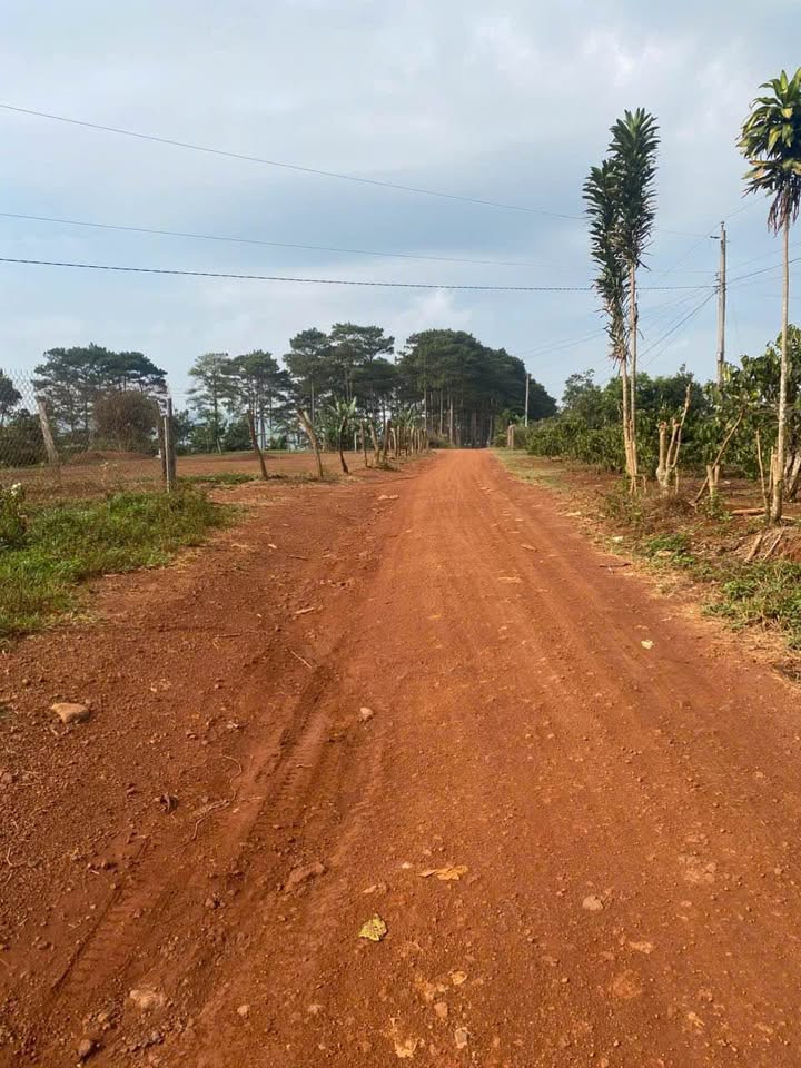 Đất Farm Tân Châu, Di Linh 10000m² - Tiềm năng đầu tư dài hạn!