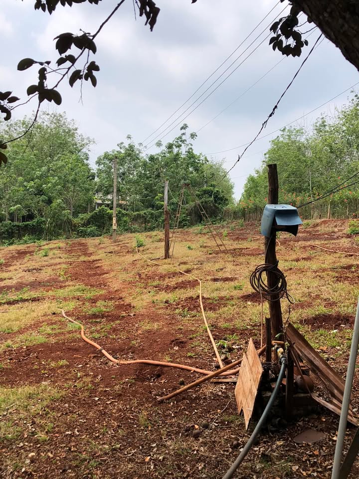 Bán Đất Vườn 10.000m² Mặt Đường Bê Tông Lộc Ninh, Bình Phước - Sẵn Sổ Đỏ