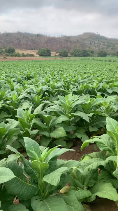 Đất Rẫy Phú Thiện, Gia Lai 2412m² - Tiềm năng tăng giá vượt trội!